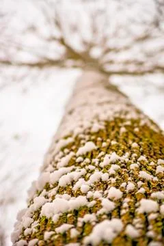 Snowhat on oak bark Stock Photos