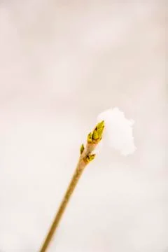 Snowhat on a tree bud Stock Photos