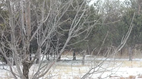 Snowing 1 1 Stock Footage 7756101
