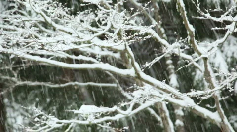 Snowing 1 Stock Footage 484768