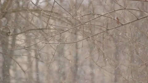 Snowing 10sec 스톡 동영상 75748497