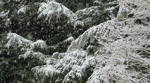 Snowing 11 Stock Footage 484882