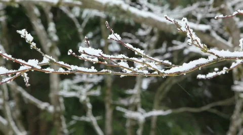 Snowing 12 Stock Footage 484885
