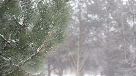 Snowing 2 1 Video stock 7756130