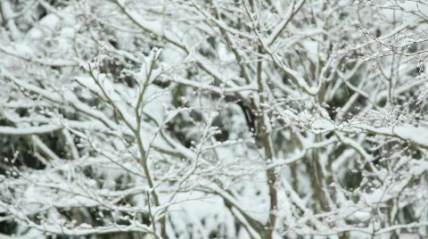 Snowing 2 Stock Footage 484780