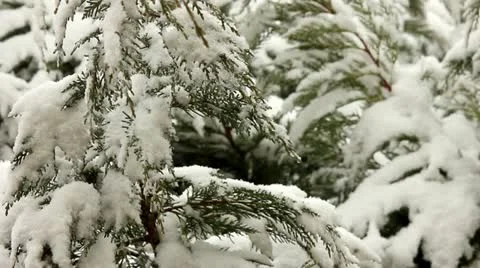 Snowing 2 Stock Footage 21437253
