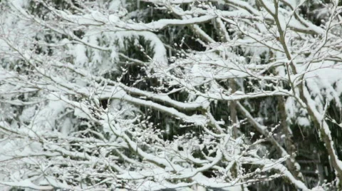 Snowing 3 Stock Footage 484792