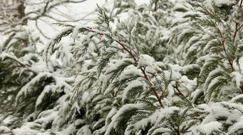 Snowing 3 Stock Footage 21436360