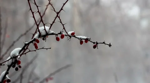 Snowing 3 Stock Footage 34507237