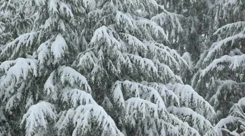 Snowing 4 Stock Footage 484815
