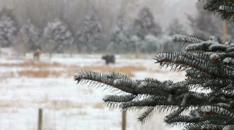 Snowing 5 1 Stock Footage 7756187