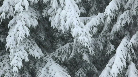 Snowing 5 Stock Footage 484824