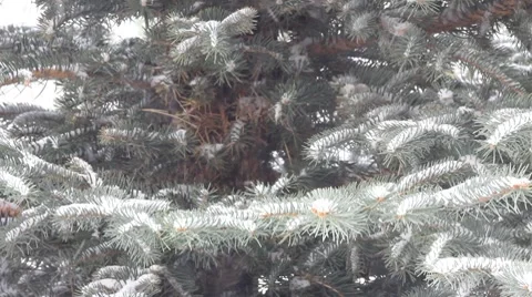 Snowing 6 1 Stock Footage 7756212