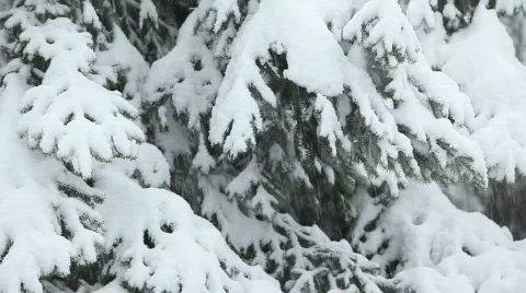 Snowing 6 Stock Footage 484832