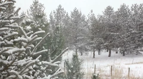 Snowing 7 1 Stock Footage 7756260