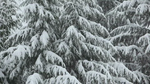 Snowing 7 Stock Footage 484842