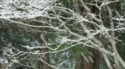 Snowing 9 Stock Footage 484861