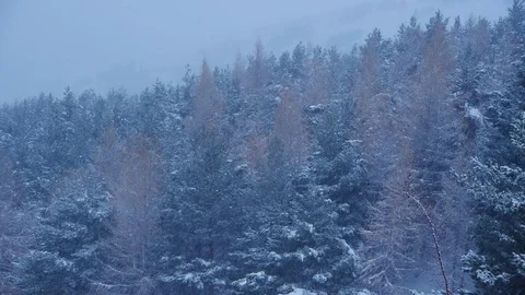 Snowing among the trees Stock Footage 70848078