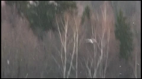 Snowing and birds Stock Footage 10680190