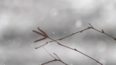 Snowing and a Tree Branch in winter Stock Footage 234782465