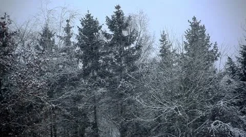 Snowing and Trees Video stock 10912838