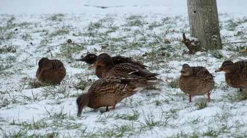 Snowing and wild ducks tweaking the grass (Anas platyrhynchos) Stock Footage 85815745