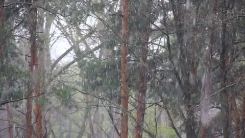 Snowing in April Stock Footage 74679810
