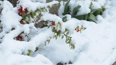Snowing in April. Snow covered the blossoming fruit bush Stock Footage 84821053