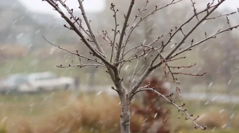 Snowing on autumn tree while panning. Stock Footage 52359095