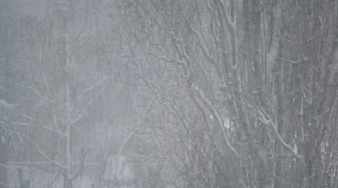 Snowing on background of big leafless poplar tree in city Stock Footage 49207667