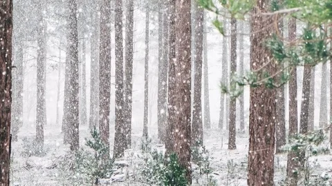 Snowing background Stock-Footage 81141239