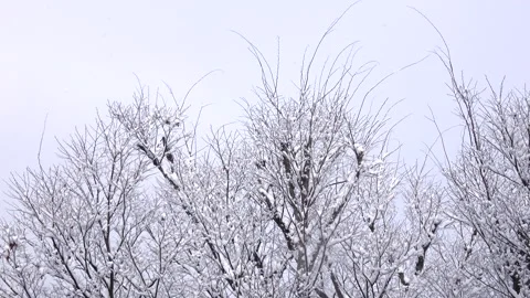 Snowing background, winter scenery with snowfall. 4K Vidéo 325700411
