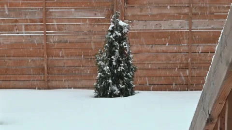 Snowing backyard with small tree Stock Footage 149717114