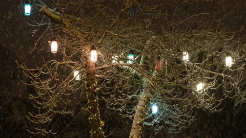 Snowing between pine trees at night lanterns hanging Stock Footage 170091288