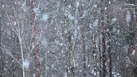 Snowing with big snowflakes in front of forest background Stock Footage 145416018