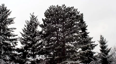 Snowing. Big Tree Background Stock-Footage 37185865