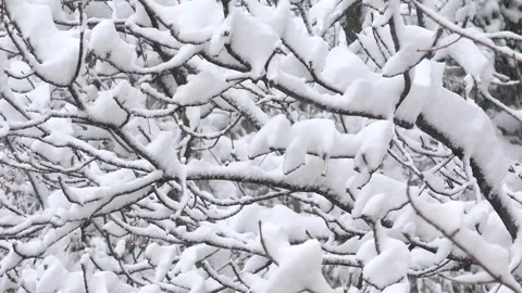 Snowing, Blizzard Winter Scene, Snowstorm First Snow Fall in Forest, Wood, Child Stock Footage 341387385
