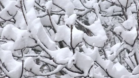 Snowing, Blizzard Winter Scene, Snowstorm First Snow Fall in Forest, Wood, Child Stock-Footage 346682386