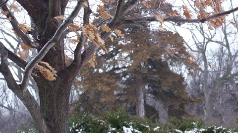 Snowing &amp; Blowing Leaves Stock Footage 32184895