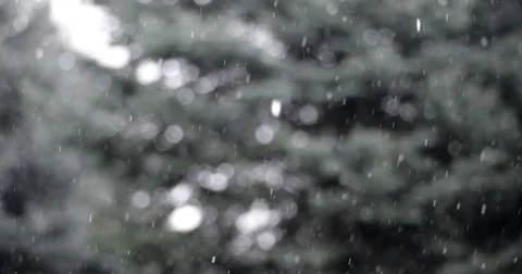 Snowing. Blured Trees Background. Snowflakes. Video stock 71272679
