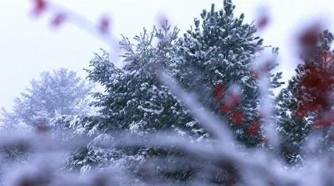 Snowing on Branches 動画素材 44344351