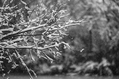 Snowing on branches of a tree Stock Photos