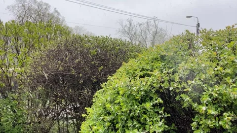 Snowing on Bushes during Spring at day light Stock Footage 273985017