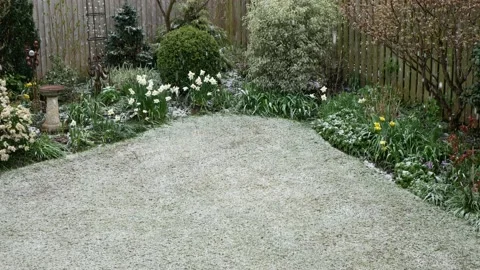 Snowing on daffodils Stock Footage 152027991