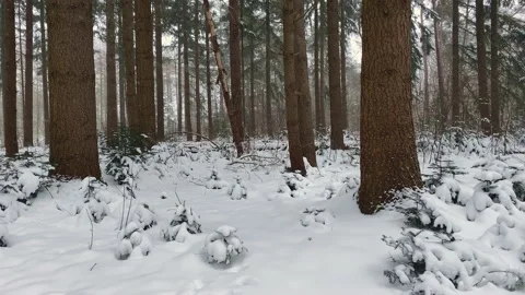 Snowing at Dark pine trees standing in a snow covered forest Stock Footage 217740828