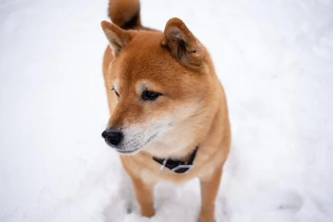 Snowing day, shiba inu, pet dog in snow. Stock Photos