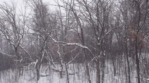 Snowing in a dead winter forest Stock Footage 108570926