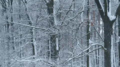 Snowing in deciduous forest on background of leafless trees Stock Footage 88006477