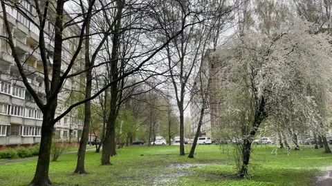 Snowing during Spring time on Trees Stock Footage 273985019