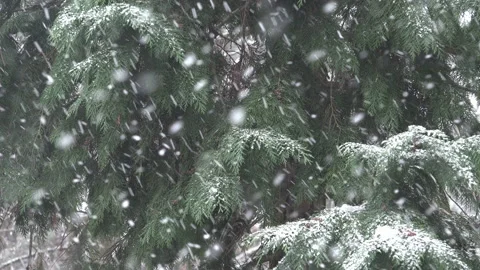 Snowing on evergreen tree branches Video stock 153849056